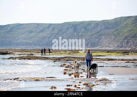 Hundegeher am Strand in Scarborough, Nord Yorkshire, wo das Meer unsicher ist, die Wasserqualität in Scarborough ist schlecht aufgrund der Auswirkungen von Abwasser Stockfoto