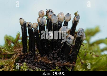 Die Nebenfrucht aus der schwarzen Konidia bildet mehrere schwarze, raue Stiele und eiförmige, milchweiße Köpfe nebeneinander auf Baumstumpf mit grünem Moos Stockfoto