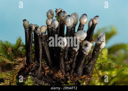 Die Nebenfrucht aus der schwarzen Konidia bildet mehrere schwarze, raue Stiele und eiförmige, milchweiße Köpfe nebeneinander auf Baumstumpf mit grünem Moos Stockfoto