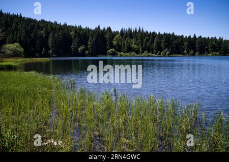 LAC de Servieres, vulkanischer See, Schilf, Orcival, Département Puy-de-Dome, Region Auvergne-Rhone-Alpes, Frankreich Stockfoto