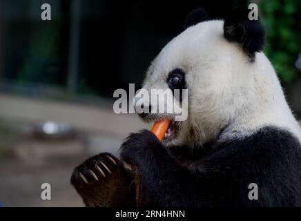 (150521) -- FUZHOU, 21. Mai 2015 -- der 35-jährige Panda-Riese basis isst in einem riesigen Panda-Forschungszentrum in Fuzhou, der Hauptstadt der südöstlichen chinesischen Provinz Fujian, am 21. Mai 2015. BASIC, das Äquivalent von über 100 Jahren im menschlichen Alter, ist der älteste lebende Riesenpanda auf dem chinesischen Festland. ) (mt) CHINA-FUZHOU-ÄLTESTER PANDA (CN) JiangxKehong PUBLICATIONxNOTxINxCHN 150521 Fuzhou 21. Mai 2015 der 35-jährige Giant Panda basii hat eine Mahlzeit IN einem Giant Panda Research Center in Fuzhou, Hauptstadt Südostchinas, Provinz Fujian, 21. Mai 2015 basisch, das Äquivalent von über 100 Jahren im menschlichen Alter IST das Olde Stockfoto