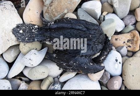 (150523) -- SANTA BARBARA COUNTY, Ein toter Seevögel, der mit Öl bedeckt ist, wird am Strand im Santa Barbara County im Süden Kaliforniens, USA, am 22. Mai 2015 gesehen. Eine unterirdische Pipeline brach am 19. Mai und verschüttete etwa 21.000 Gallonen Rohöl. Das Oiled Wildlife Care Network hat Bergeteams aktiviert, um geölte Tiere zu sammeln. ) (Djj) U.S.-SANTA BARBARA COUNTY-OIL SPILL YangxLei PUBLICATIONxNOTxINxCHN 150523 Santa Barbara County ein toter Seevögel bedeckt mit Öl IST Seen AM Strand in Santa Barbara County von Südkalifornien die Vereinigten Staaten AM 22. Mai 2015 bis Underground Stockfoto