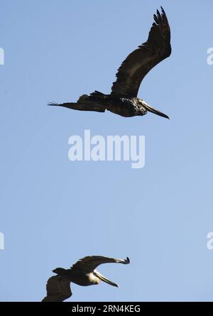 (150523) -- mit Öl bedeckte Pelicans fliegen am 22. Mai 2015 über den Strand im Santa Barbara County in Südkalifornien, USA. Eine unterirdische Pipeline brach am 19. Mai und verschüttete etwa 21.000 Gallonen Rohöl. Das Oiled Wildlife Care Network hat Bergeteams aktiviert, um geölte Tiere zu sammeln. ) (Djj) U.S.-SANTA BARBARA COUNTY-ÖLPEST YangxLei PUBLICATIONxNOTxINxCHN 150523 mit Öl bedeckte Pelikane aus Santa Barbara County Fliegen Sie AM 22. Mai 2015 über den Strand im Santa Barbara County in Südkalifornien in den Vereinigten Staaten zum Untertage-Pipeline-Bruch Stockfoto