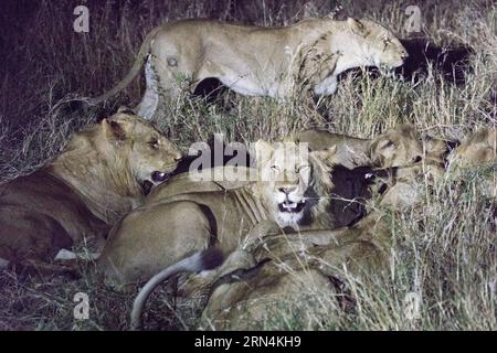 Nachtfoto von Löwen, die einen Büffel im Kruger-Nationalpark essen