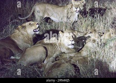 Nachtfoto von Löwen, die einen Büffel im Kruger-Nationalpark essen