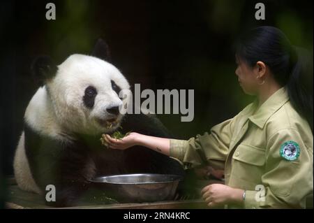 (150524) -- PEKING, 24. Mai 2015 -- der Züchter Shi Feining ernährt den 35 Jahre alten Riesenpanda-basics in einem riesigen Panda-Forschungszentrum in Fuzhou, der Hauptstadt der südöstlichen chinesischen Provinz Fujian, am 21. Mai 2015. BASIC, das Äquivalent von über 100 Jahren im menschlichen Alter, ist der älteste lebende Riesenpanda auf dem chinesischen Festland. ) WÖCHENTLICHE AUSWAHL VON XINHUA-FOTO JiangxKehong PUBLICATIONxNOTxINxCHN 150524 Peking 24. Mai 2015 Züchter Shi ernährt den 35-jährigen Großen Panda BASIC in einem Forschungszentrum des Großen Pandas in Fuzhou, Hauptstadt Südostchinas, Provinz Fujian, 21. Mai 2015 BASIC, das Äquivalent von über 100 Jahren Stockfoto