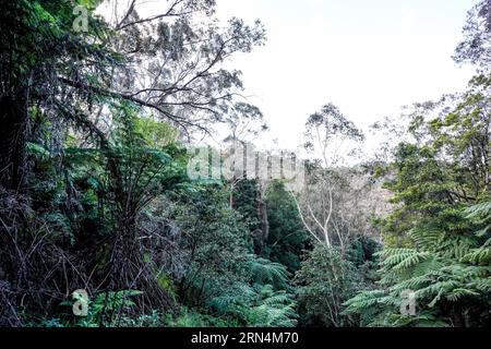 Sydney, Australien. August 2023. Sydney, Australien, 18. August 2023: Wald im Blue-Mountains-Nationalpark in Sydney, New South Wales, Australien. (Daniela Porcelli/SPP) Credit: SPP Sport Press Photo. Alamy Live News Stockfoto