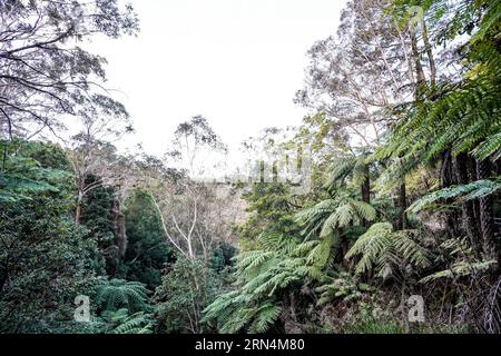 Sydney, Australien. August 2023. Sydney, Australien, 18. August 2023: Wald im Blue-Mountains-Nationalpark in Sydney, New South Wales, Australien. (Daniela Porcelli/SPP) Credit: SPP Sport Press Photo. Alamy Live News Stockfoto