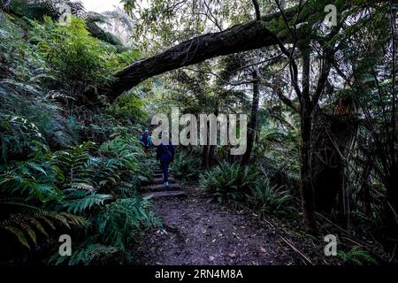 Sydney, Australien. August 2023. Sydney, Australien, 18. August 2023: Touristen wandern durch den Wald im Blue-Mountains-Nationalpark in Sydney, New South Wales, Australien. (Daniela Porcelli/SPP) Credit: SPP Sport Press Photo. Alamy Live News Stockfoto