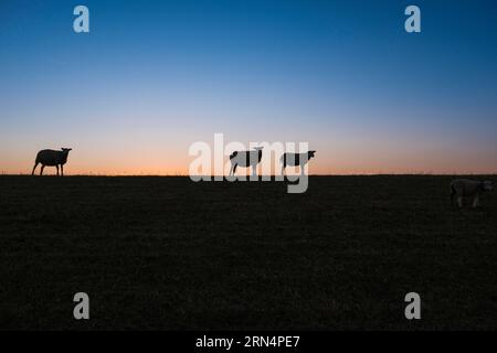 Schafe stehen auf einem Deich im Sonnenuntergang und schauen auf die Kamera, Terschelling, Niederlande Stockfoto