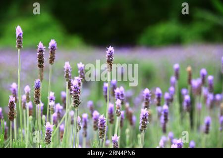 Fernleaf Lavenders oder gezackte Lavenders oder Pinnata Lavenders, violette Lavendelblüten blühen im Garten mit weichem Hintergrund Stockfoto