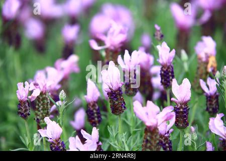 Fernleaf Lavenders oder gezackte Lavenders oder Pinnata Lavenders, violette Lavendelblüten blühen im Garten mit weichem Hintergrund Stockfoto