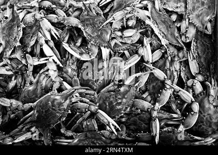 WASHINGTON DC, USA - Die berühmten blauen Krabben aus der Chesapeake Bay im Verkauf bei der Maine Avenue Fischmarkt in Washington DC, die älteste kontinuierlich arbeitende open air Fisch Markt in den Vereinigten Staaten. Stockfoto