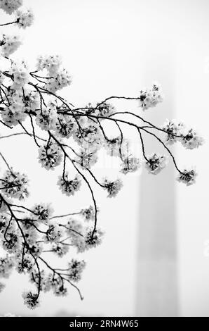 WASHINGTON, DC - die Yoshino-Kirschblüten rund um das Tidal Basin feiern in diesem Jahr ihren 100. Jahrestag der ersten Anpflanzung im Jahr 1912. Mit dem ungewöhnlich warmen Winter ist die Hochblüte dieses Jahr sehr früh gekommen. Auf diesem Foto, das am 18. März 2012 aufgenommen wurde, erblühen die Blüten auf Hochtouren. Im Hintergrund wird der angezeigt Stockfoto