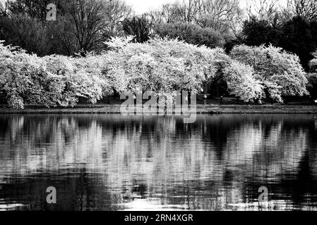 WASHINGTON DC, USA - Die Blüte der fast 1700 Kirschblüten rund um das Tidal Basin, von denen einige über ein Jahrhundert alt sind, ist eine jährliche Veranstaltung in Washington's Feder und bringt Hunderttausende von Touristen in die Stadt. Stockfoto