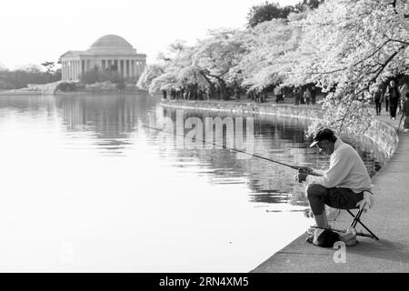 WASHINGTON DC, USA - Die Blüte der fast 1700 Kirschblüten rund um das Tidal Basin, von denen einige über ein Jahrhundert alt sind, ist eine jährliche Veranstaltung in Washington's Feder und bringt Hunderttausende von Touristen in die Stadt. Stockfoto