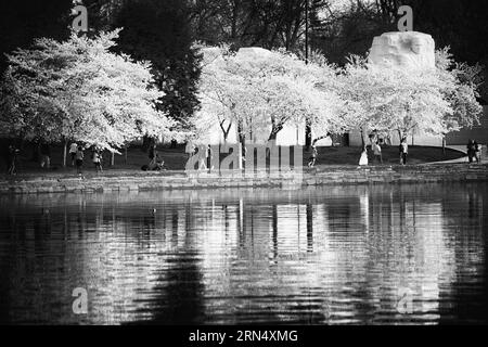 WASHINGTON DC, USA - Die Blüte der fast 1700 Kirschblüten rund um das Tidal Basin, von denen einige über ein Jahrhundert alt sind, ist eine jährliche Veranstaltung in Washington's Feder und bringt Hunderttausende von Touristen in die Stadt. Stockfoto