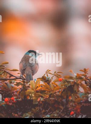 Majestätischer männlicher Schwarzkappenvogel Sylvia melanocephala zwischen Herbststräuchern Stockfoto