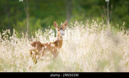 Anmutige Rehe im Brachfeld - Eine natürliche Begegnung Stockfoto