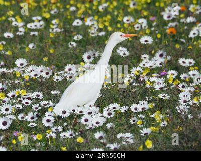 Gelbschnabelreiher (Mesophoyx intermedia) im West Coast National Park, Kapstadt, Westkap, Südafrika. Jeden südafrikanischen Frühling Stockfoto