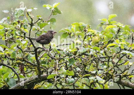 Schwarzvogel (Turdus merula), weiblich, mit gefangenen Regenwürmern, sitzend auf Ast im Apfelbaum, Hessen, Deutschland Stockfoto