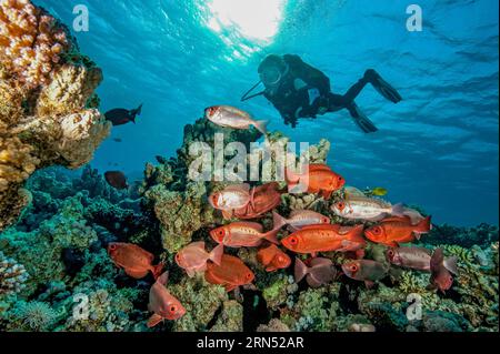 Hinterleuchtungsaufnahme unter Wasser von Tauchern mit Blick auf kleine schroffe kleine Gruppe von gewöhnlichen Großaugen (Priacanthus hamrur), Glasaugen, Rotes Meer, Safaga, Hurghada Stockfoto