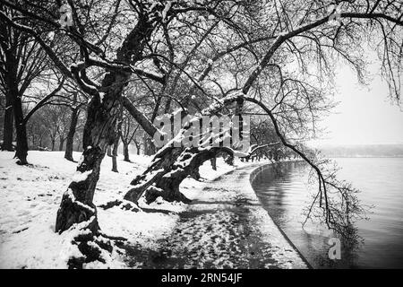 Einige der berühmten alten Kirschbäumen, die das Tidal Basin in Washington DC umgeben, in einer leichten Schicht von Schnee bedeckt. Stockfoto