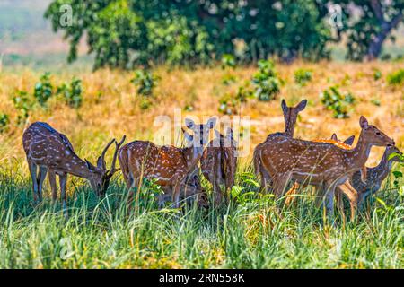 Gefleckte Hirsche ruhen unter einem Baum Stockfoto