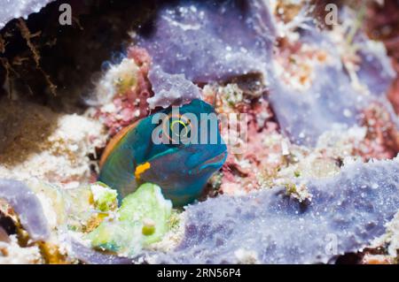 Tailspot Blenny (Ecsenius stigmatura) in Ruhe auf Schwamm. Raja Ampat, West Papua, Indonesien. Stockfoto