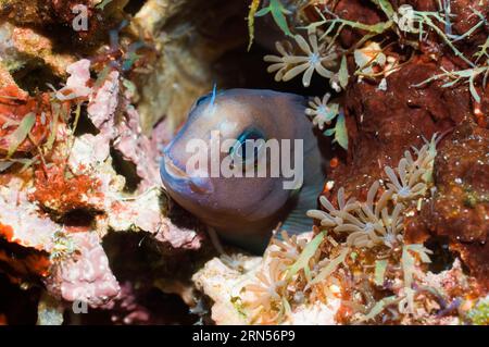 Zweifarbiger Blenny (Ecsenius bicolor). Rinca, Komodo-Nationalpark, Indonesien. Stockfoto