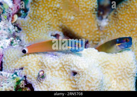 Tailspot Blenny (Ecsenius stigmatura) Paar in Ruhe auf Korallen. Raja Ampat, West Papua, Indonesien. Stockfoto