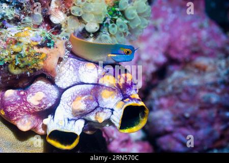 Tailspot blenny (Ecsenius stigmatura) in Ruhe auf Seasquirt (Polycarpa aurata). Raja Ampat, West Papua, Indonesien. Stockfoto