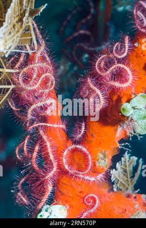 Dark red spined brittlestar [Ophiothrix purpurea].  Tulamben, Bali, Indonesia. Stock Photo