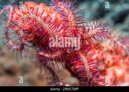 Dark red spined brittlestar [Ophiothrix purpurea].  Tulamben, Bali, Indonesia. Stock Photo