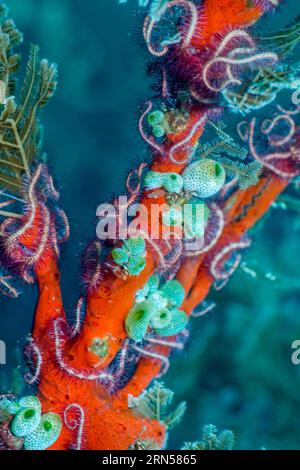 Dark red spined brittlestar [Ophiothrix purpurea].  Tulamben, Bali, Indonesia. Stock Photo