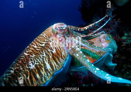 Pharao-Tintenfische (Sepia pharaonis) Mattenschutzmännchen mit eierlegenden Weibchen. Andamanensee, Thailand. Stockfoto