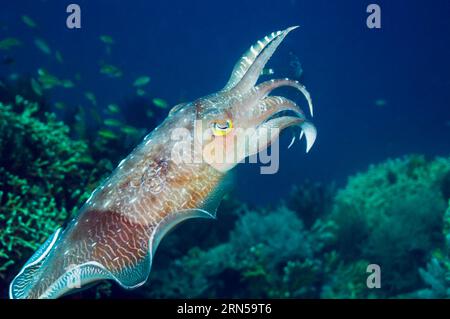 Broadclub-Tintenfische (Sepia latimanus). Komodo, Indonesien. Stockfoto