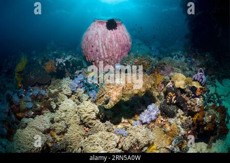 Broadclub-Tintenfische (Sepia latimanus) am Korallenriff mit einem großen Barrelschwamm. Phillippines. Stockfoto