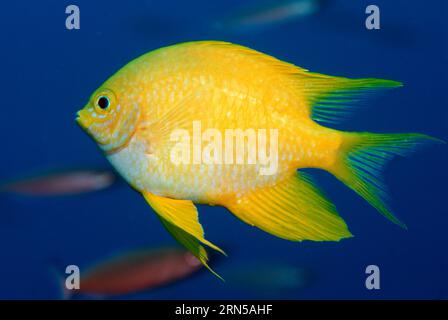 Goldener Riffbarsch (Amblyglyphidodon Aureus).  Andamanensee, Thailand. Stockfoto