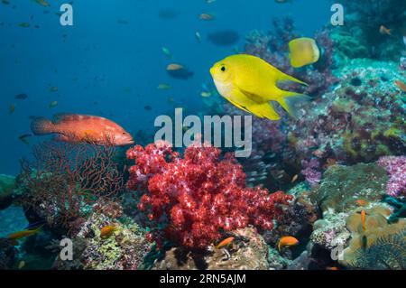 Goldene Damsel (Amblyglyphidodon aureus) über Korallenriff mit Weichkorallen. Andamanensee, Thailand. Stockfoto