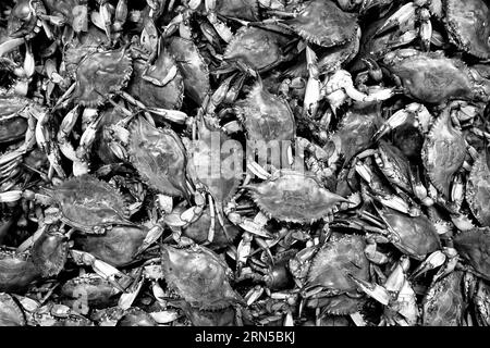 Chesapeake Bay, MD - Blue Crabs (Callinectes sapidus) sind eine lokale Spezialität und Delikatesse der mittelatlantischen Region der Vereinigten Staaten, insbesondere der Chesapeake Bay Area. Stockfoto