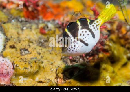 Juvenile Mimik-Lederjacke oder Blacksaddle-Mimik [Paraluteres prionurus]. Bali, Indonesien. Stockfoto