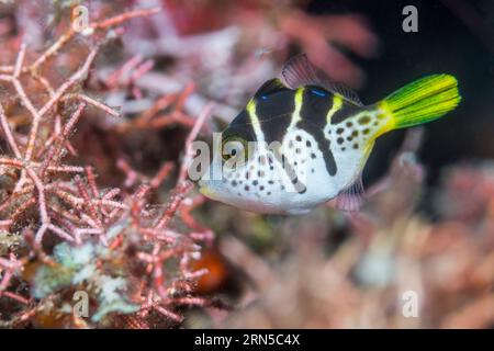 Juvenile Mimik-Lederjacke oder Blacksaddle-Mimik [Paraluteres prionurus]. Bali, Indonesien. Stockfoto