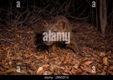 Fossa (Cryptoprocta ferrox) in den Trockenwäldern des westlichen Madagaskars Stockfoto