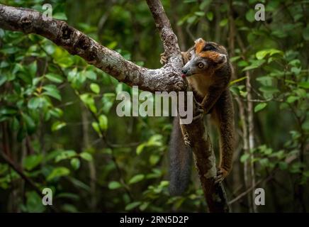 Kronlemur (Eulemur coronatus) in den Regenwäldern Nordwestmadagaskars Stockfoto