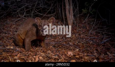 Fossa (Cryptoprocta ferrox) in den Trockenwäldern des westlichen Madagaskars Stockfoto