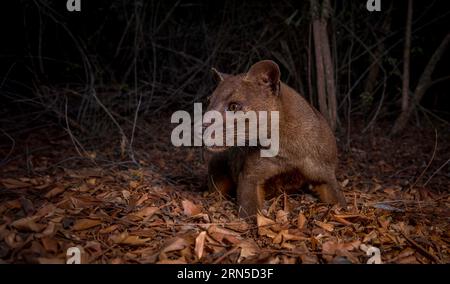 Fossa (Cryptoprocta ferrox) in den Trockenwäldern des westlichen Madagaskars Stockfoto