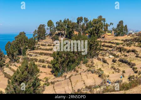 Frauen, die auf den Feldern arbeiten, Isla del Sol, Insel der Sonne, Comunidad Yumani, Gemeinschaft von Yumani, spirituelles Zentrum, Titicacasee, Höhe 3, 812 Stockfoto