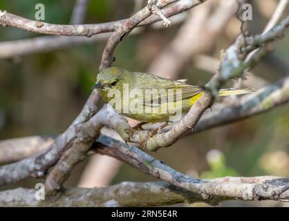 Dieser süße orange gekrönte Warbler wurde fotografiert, als er durch die Äste eines südtexanischen Dickichts im Frühjahr forschte. Stockfoto
