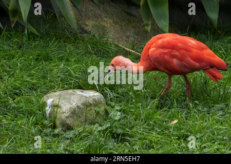 Scharlachroter Ibis (Eudocimus ruber), auf der Suche nach grünem Gras, Gefangener, Deutschland Stockfoto